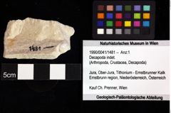 Foto (Objket + Etiketten) von Decapoda indet. 